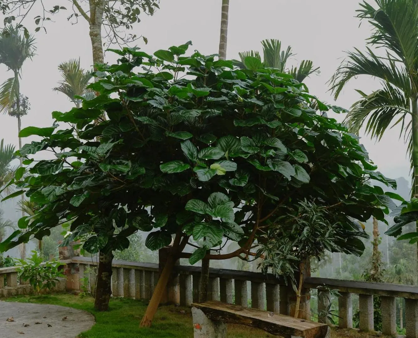 Vaduvanchal Haze Woods Resort